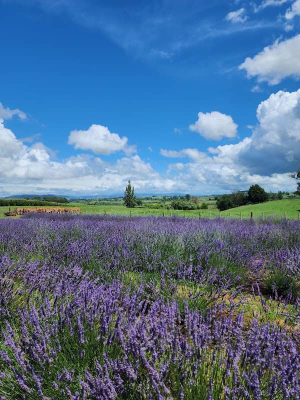 Alphra Lavender - Image 1