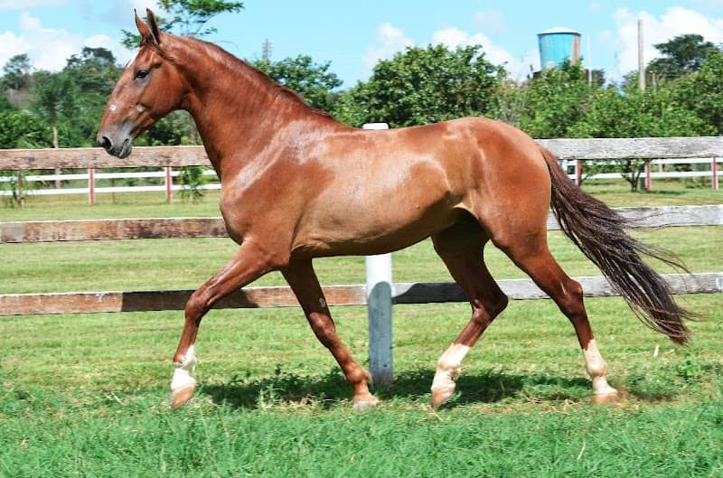 Haras HRM -Chácara Itaúna - Image 1