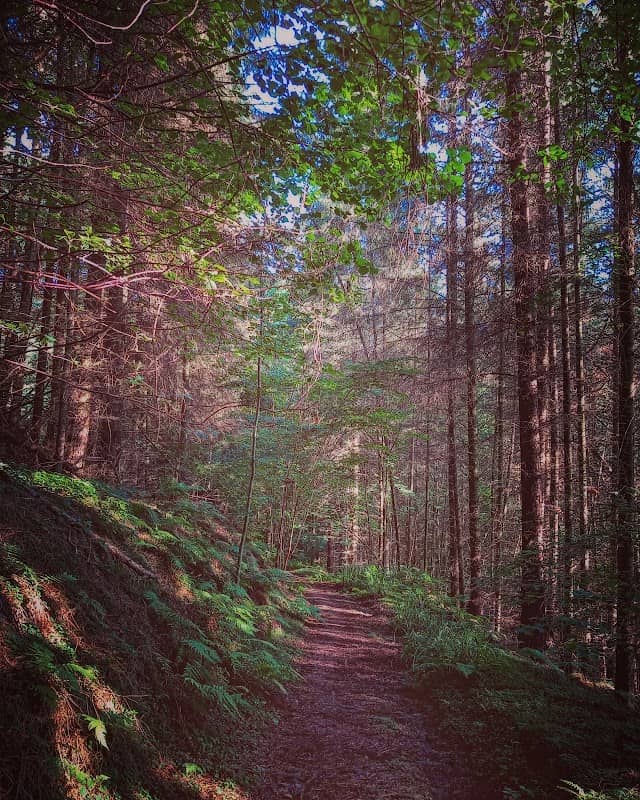 Derwent Gorge and Muggleswick Woods National Nature Reserve - Image 1