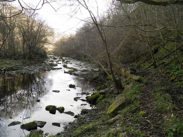 Derwent Gorge and Muggleswick Woods National Nature Reserve - Image 2