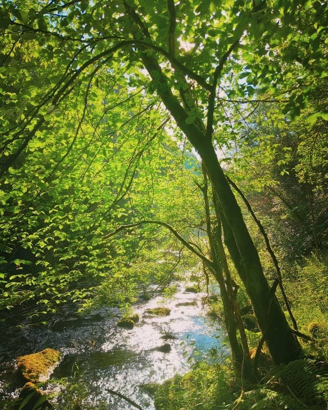 Derwent Gorge and Muggleswick Woods National Nature Reserve - Image 3