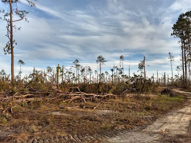 Apalachee Wildlife Management Area - Image 1