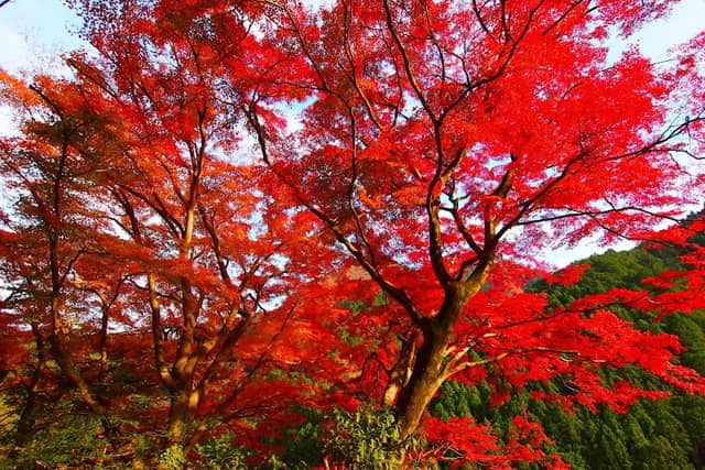 Large Japanese Maple Tree - Image 1