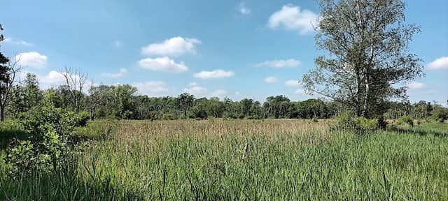 Chippenham Fen - Image 2