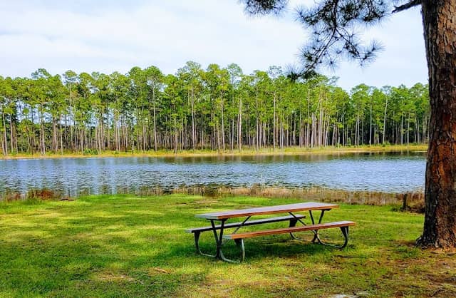 Conecuh National Forest - Image 2