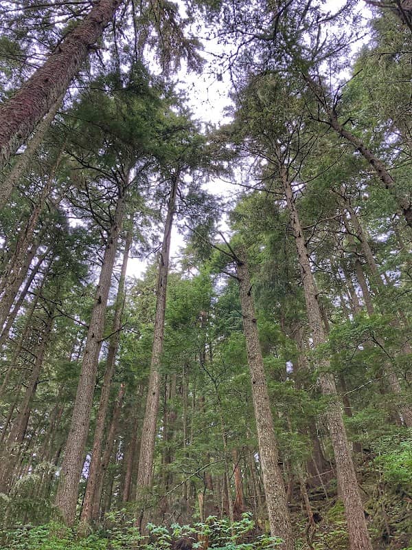 Mendenhall Peninsula Trail - Image 1