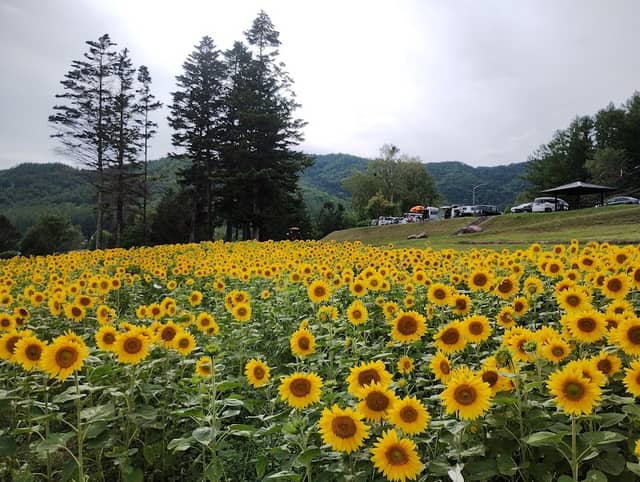 Lake Kanayama Lavender Field - Image 2