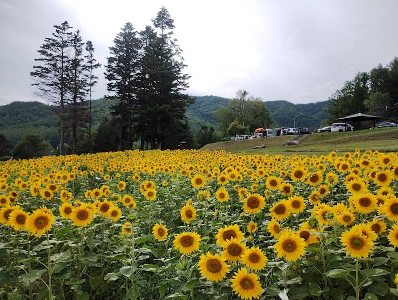 Lake Kanayama Lavender Field - Image 2