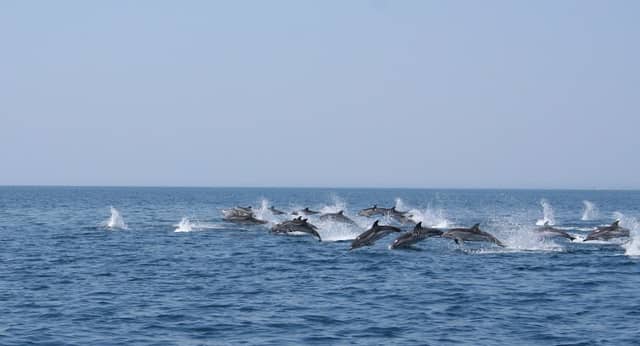 Jonian Dolphin Conservation - Image 1