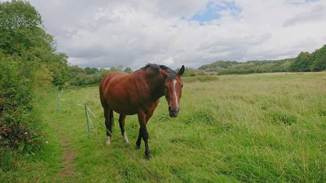 Quarndon Bridleway - Image 2