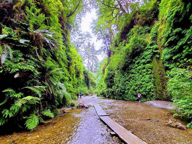 Prairie Creek Redwoods State Park - Image 2