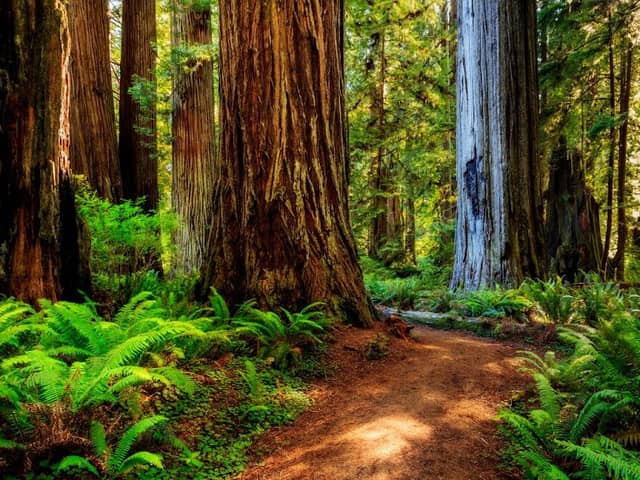 Prairie Creek Redwoods State Park - Image 1