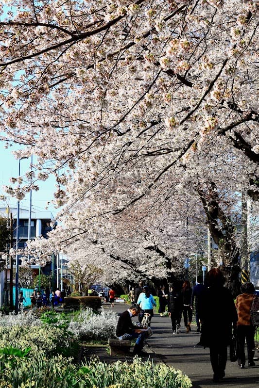 東原桜並木 - Image 1