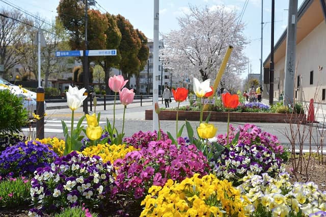 東原桜並木 - Image 2