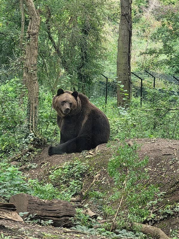 Bear Wood - Image 1