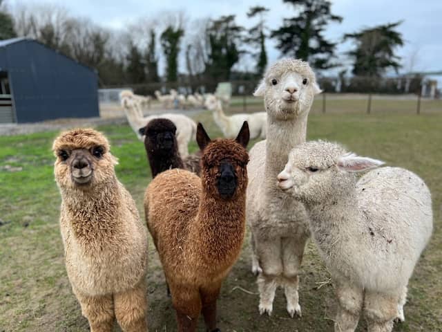 Strangford Bay Alpacas - Image 2