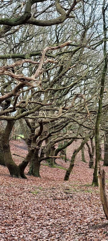 King's Wood - Image 1