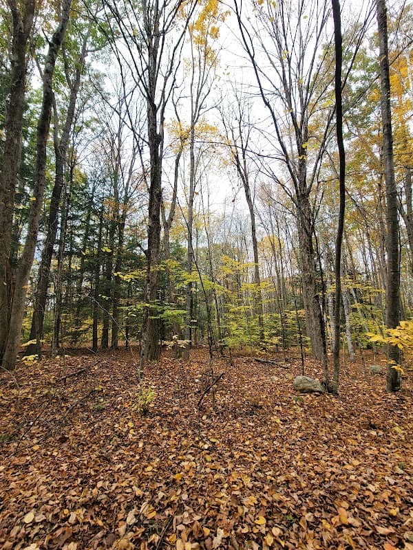 Beech Hill - Image 2
