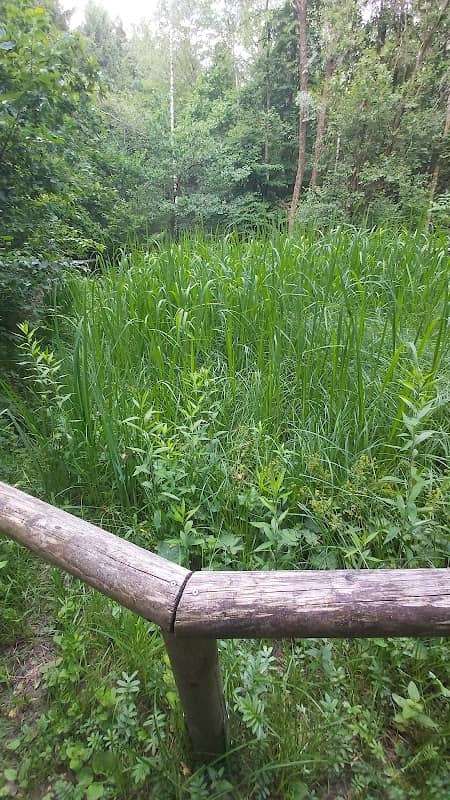 Natur-Teich im Wald - Image 1