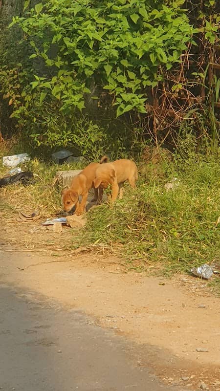 Ketan zoological park - Image 1