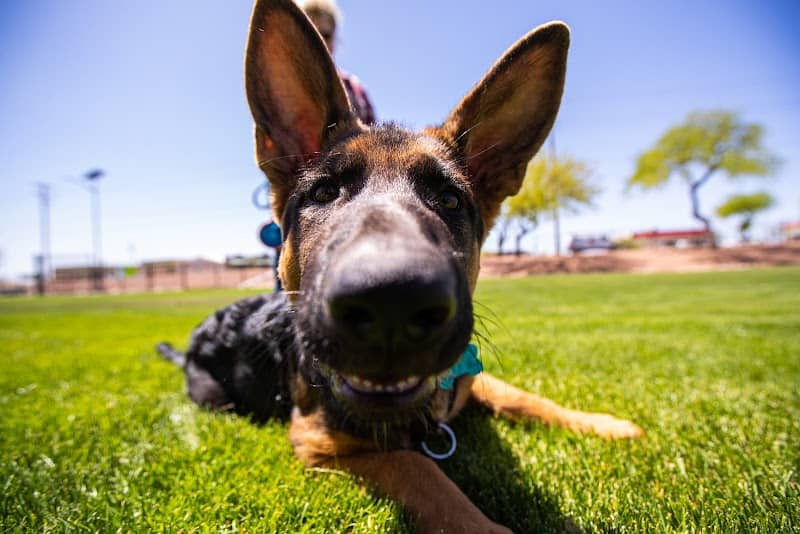 Dutchman Dog Park - Image 1