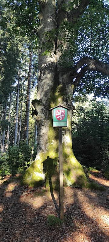 Památný strom Buk lesní - Image 1