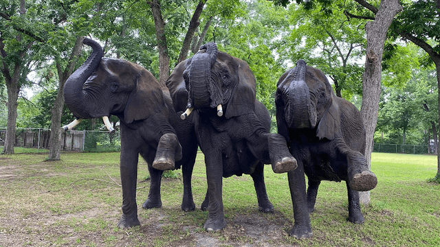 East Texas Elephant Experience - Image 2