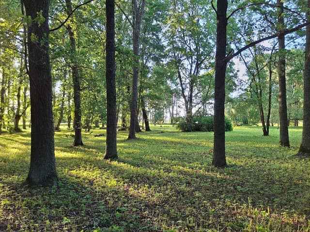 Vecsaules muižas parks - Image 1