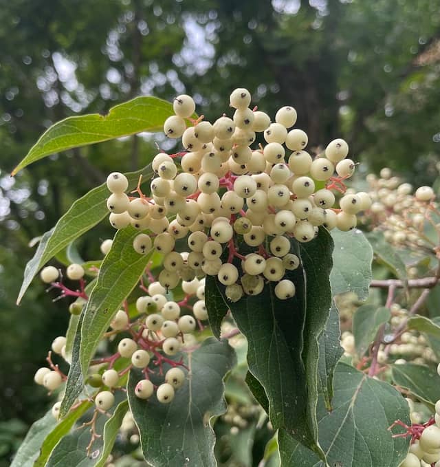 Drummonds Arboretum - Image 1