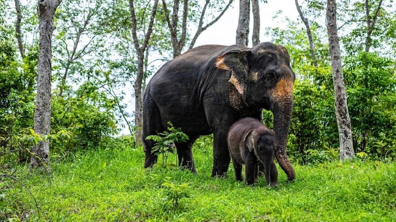 Phuket Elephant Care - Image 1
