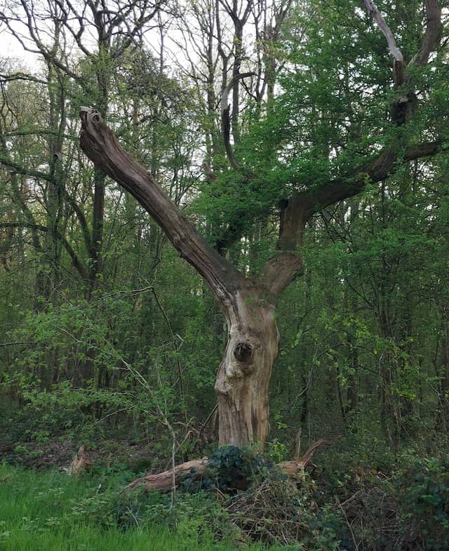 Chambers Farm Wood - Image 2