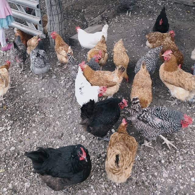 Dickherber Farms - Image 2