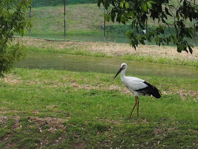Toyooka Municipal Museum of the Oriental White Stork - Image 1