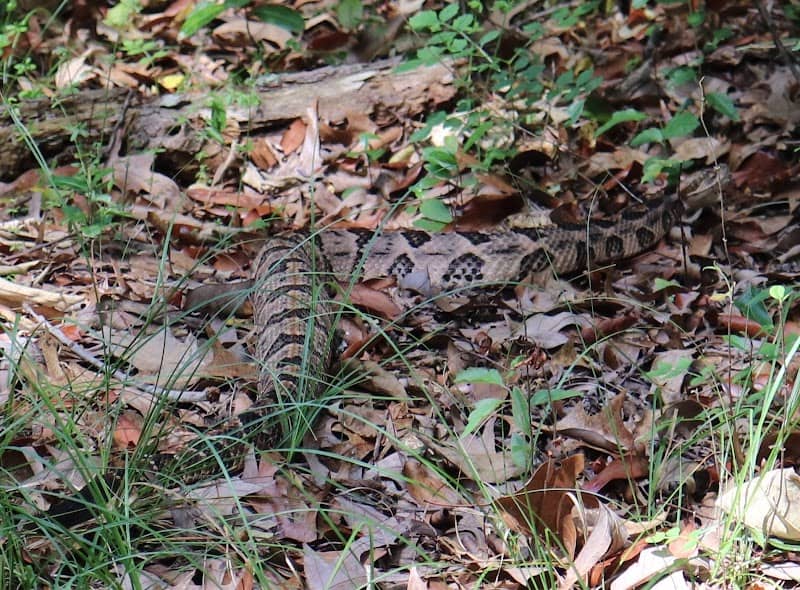 Beaverdam Wildlife Management Area - Image 2