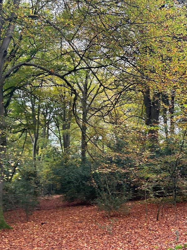 Ranmore Common - Image 1
