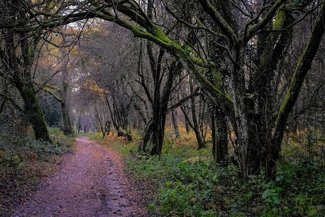Ranmore Common - Image 2