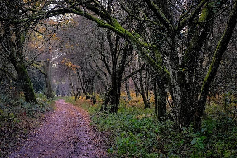 Ranmore Common - Image 2