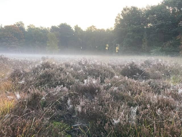 Heideveld T'venertje - Image 1
