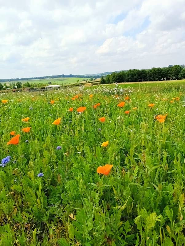 Wildflower Meadows - Image 2
