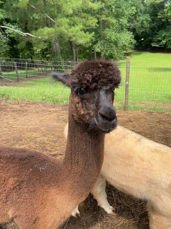 Buddy's Alpaca Farm - Image 1