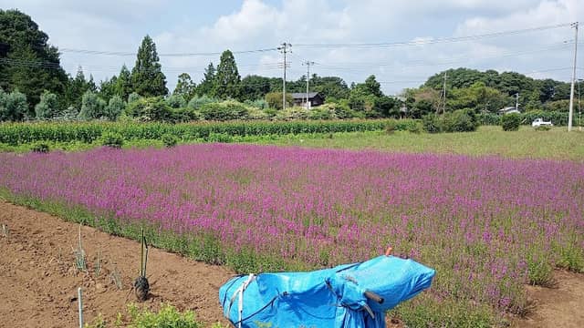 松崎の花畑 - Image 1