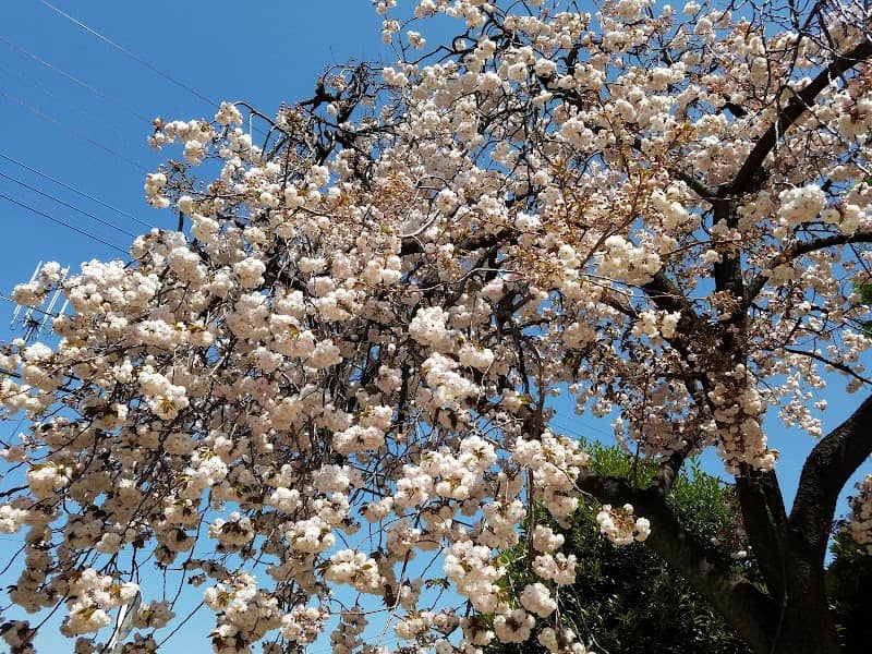 Tenjinyama Park - Image 2