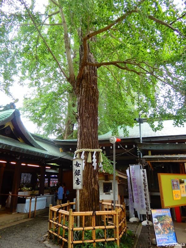 女銀杏(大宮八幡宮) - Image 1