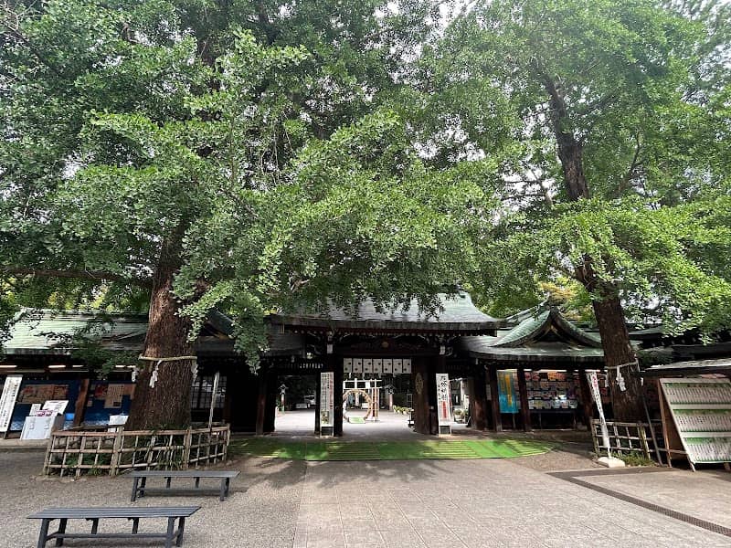女銀杏(大宮八幡宮) - Image 2