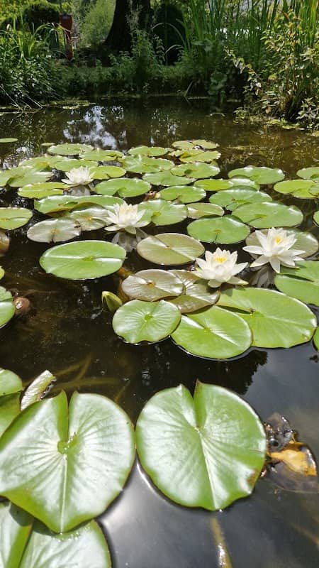 EMBL Pond - Image 1