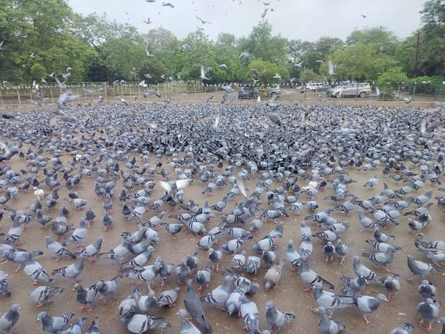 Bird Feed Point - Image 1