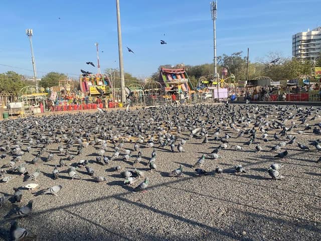 Bird Feed Point - Image 2