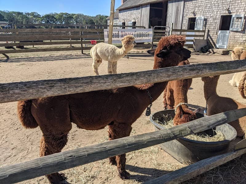 Island Alpaca Company - Image 1