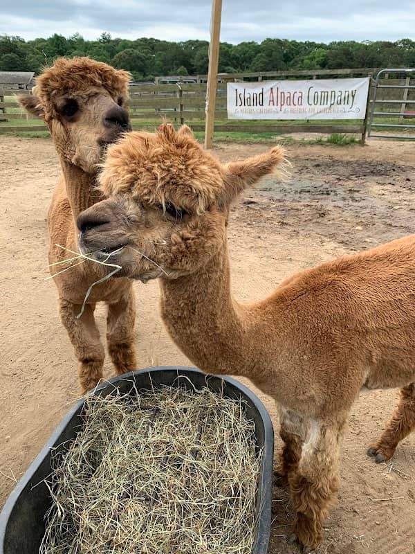 Island Alpaca Company - Image 1
