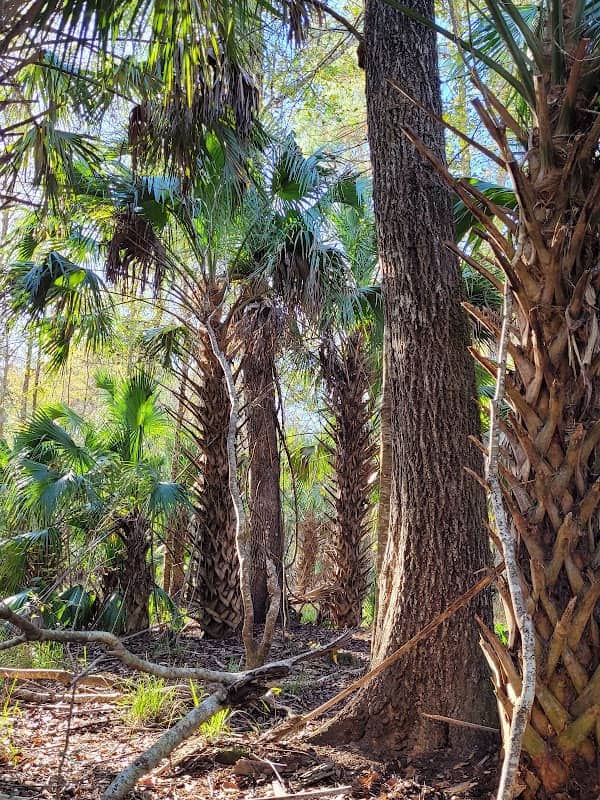 Devils Hammock Wildlife Management Area - Image 2